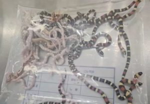 Man caught smuggling over 100 live snakes in his trousers