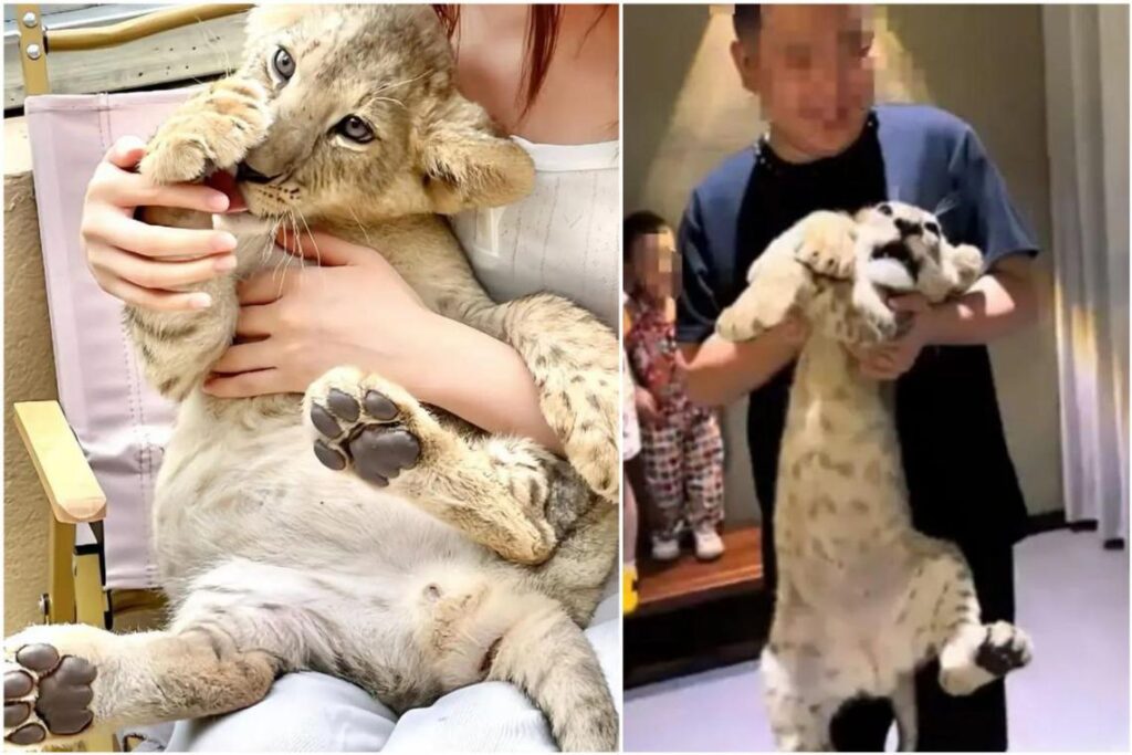 Restaurant in China offers lion cub cuddles alongside afternoon tea