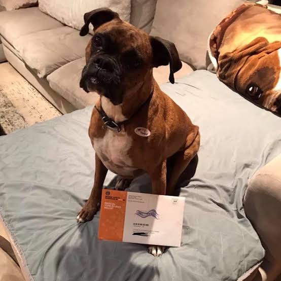 American woman charged with registering her dog to vote