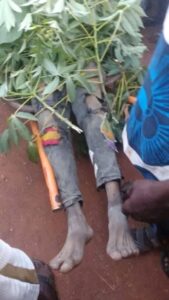 Suspected herdsmen have k!lled five young men in a violent attack on Ortese community in Guma Local Government Area of Benue State.