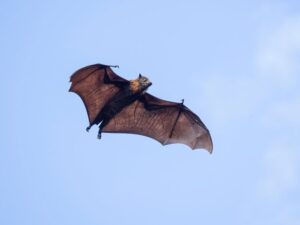 11 years old di£s of rabies 19 days after waking up with bat lying on his mouth